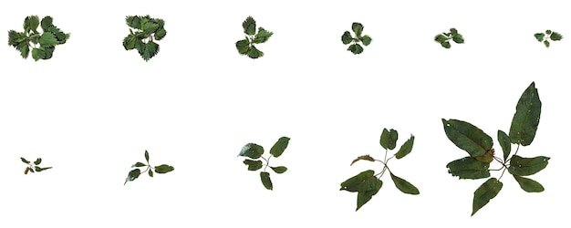 green plants on a white background