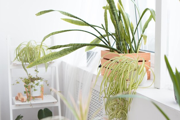 green plants on window of modern appartment or office