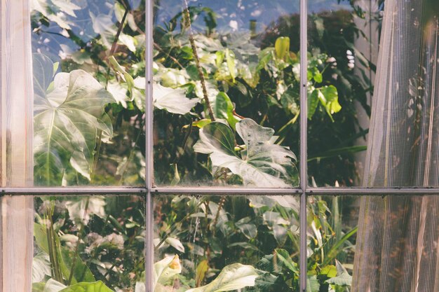 green plants behind window