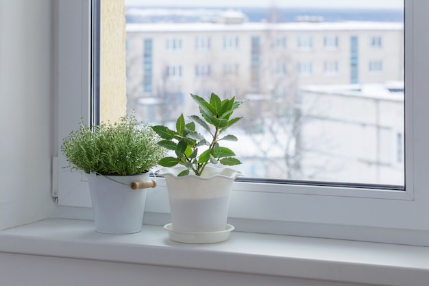 Green plants on the windowsill in winter