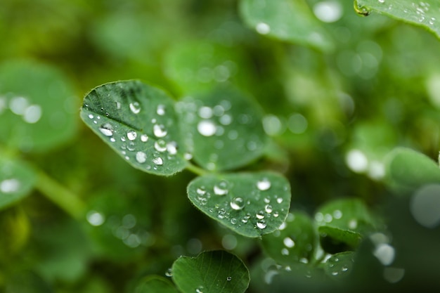 露のある緑の植物の側面図