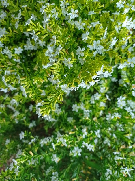 Photo green plants with little white flowers