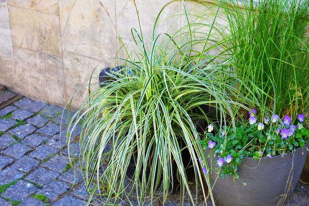 Foto piante verdi con foglie lunghe e piccoli fiori viola in grandi vasi sulla strada