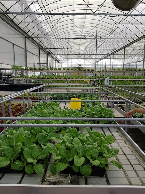 green plants with many other plants in a special garden