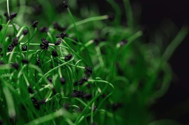 黒の背景に種を持つ緑の植物健康的なエコローフードとマイクロ植物