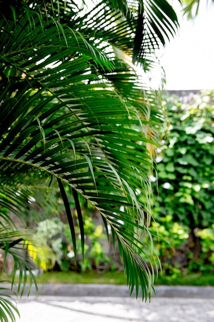 Piante verdi con steli e foglie nel clima tropicale