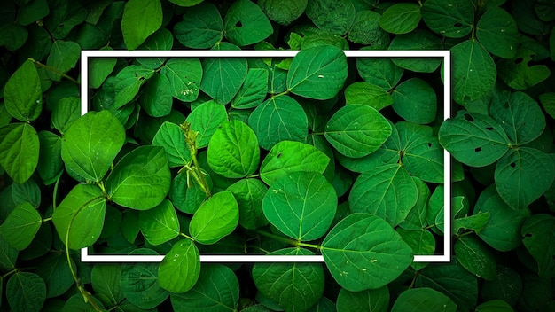 「緑」と書かれた白枠の緑の植物