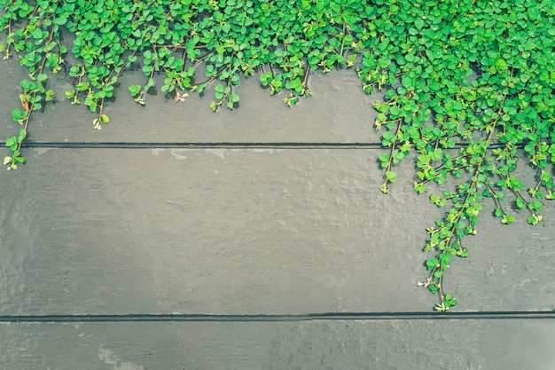 Зеленые растения на фоне деревянной стены с копией пространства