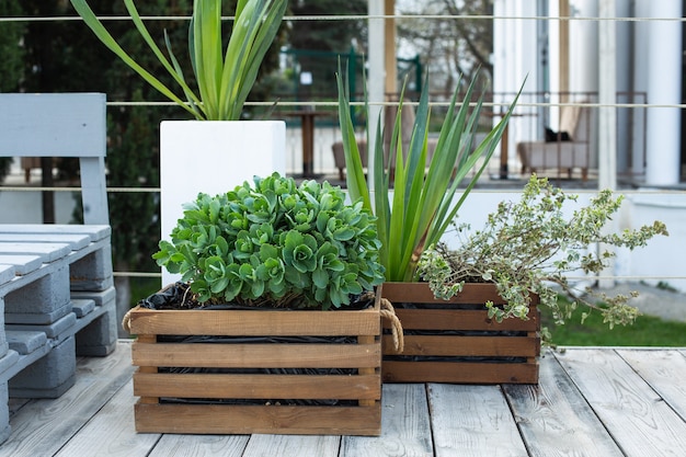 Green plants in wooden boxes outdoors in a cafe