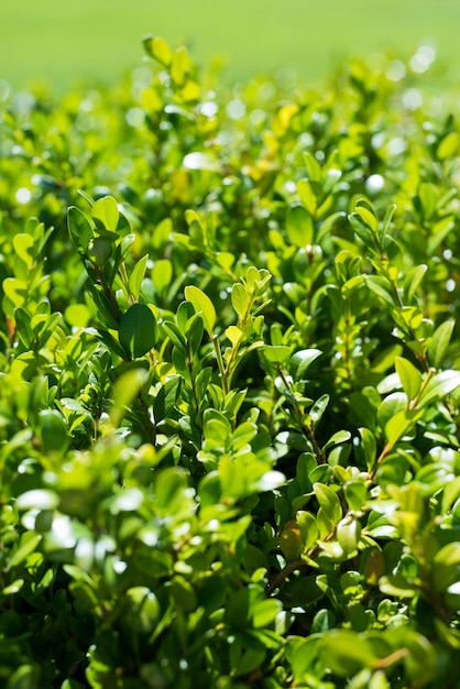  green plants