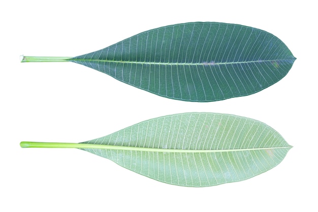 Green Plumeria or Frangipani leaf front and back isolated on white background with clipping path