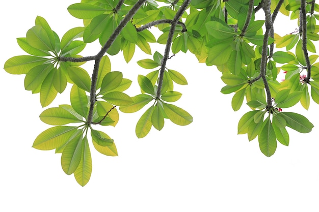 녹색 Plumeria 또는 Frangipani는 흰색 배경 위에 나무에 나뭇잎