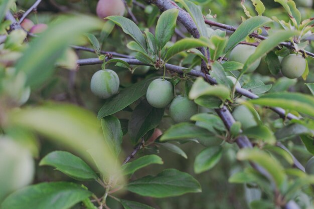 Green plums grow on a tree