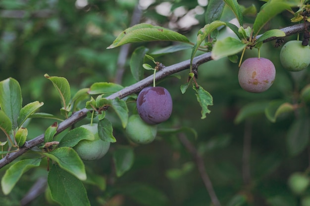 Green plums grow on a tree