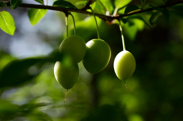 Green plums on tree branch