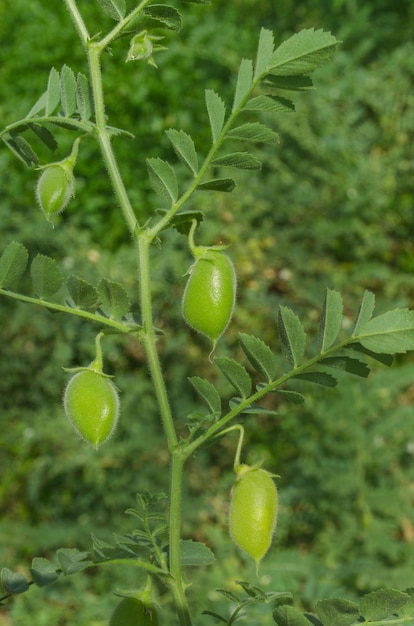 写真 緑のさやひよこ豆さやの中の緑のひよこ豆ひよこ豆の植物の詳細は、フィールドで成長しています