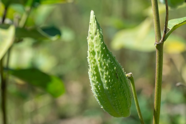 Photo green pods of asclepias syriaca with seeds common milkweed plant with textured immature fruits