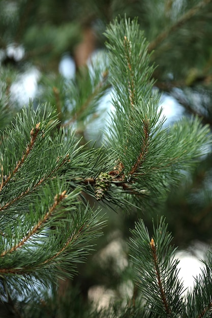 Green Pointy Pine Needles Close Up