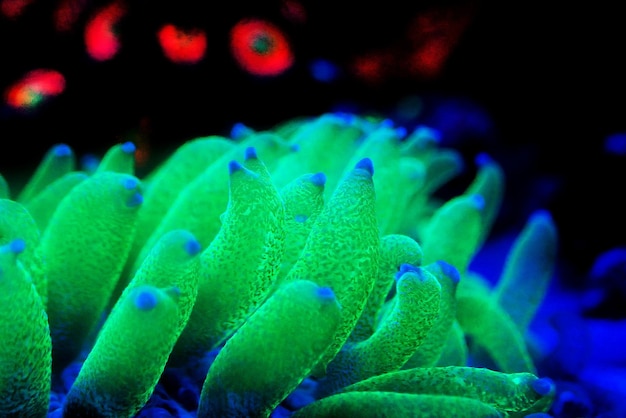 Коралл с зеленым полипом - Fungia (Fungiidae) LPS коралл