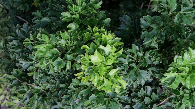 Green Polyscias fruticosa or parsley panax plant leaf texture and pattern background