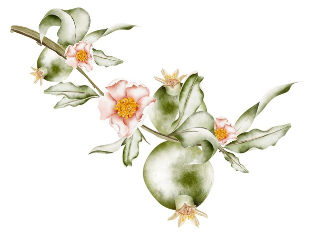 Photo green pomegranate on a branch with white flowers watercolor composition