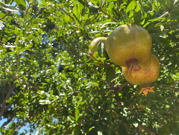 Green pomegranate on a tree in the garden