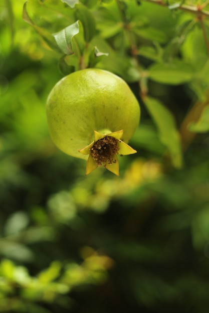 Foto melograno verde