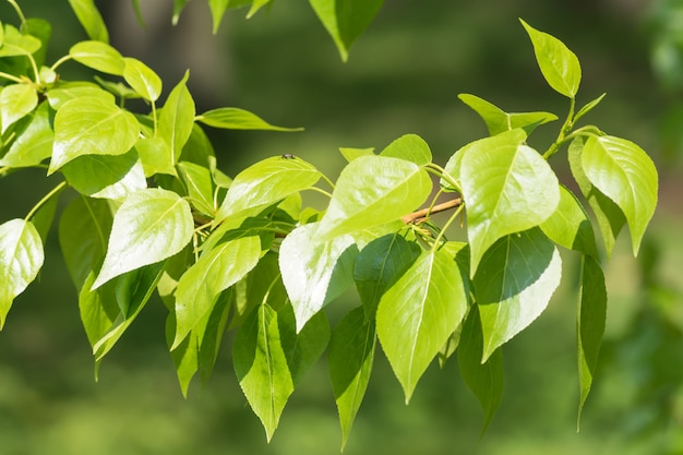 Green poplar leaves isolated on white background.