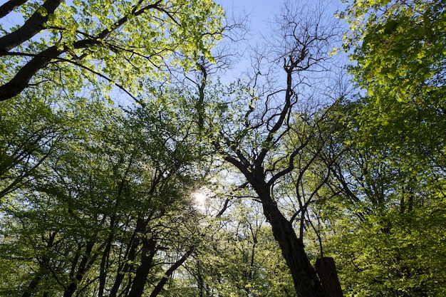 森の中の春の緑のポプラ