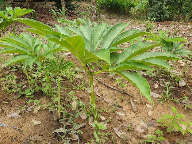 Photo green porang plant amorphophallus also known as konjac elephant yam konjak konjaku konnyaku