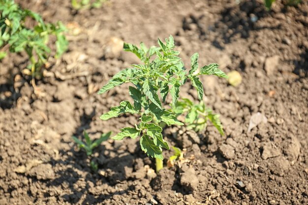 Green potato bush in garden