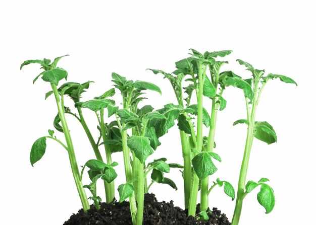 green potato bush in the ground isolated on white background