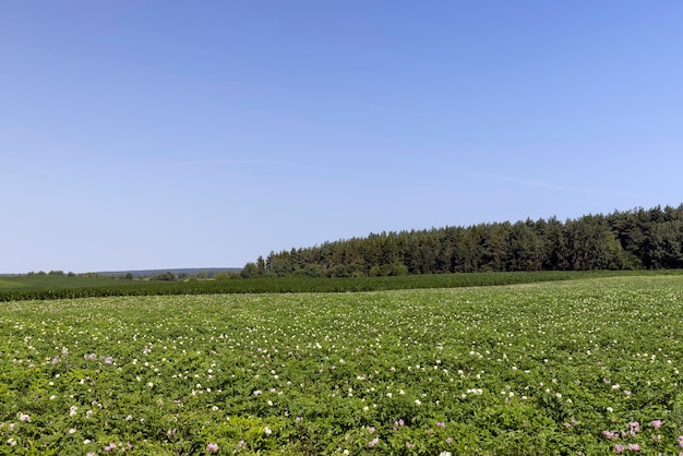 Green potato bushes in the field