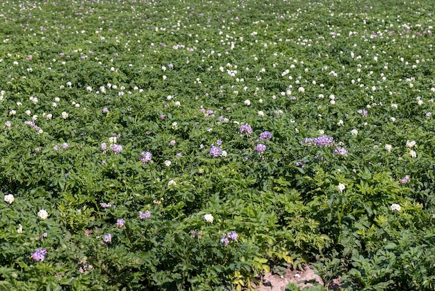 Green potato bushes in the field