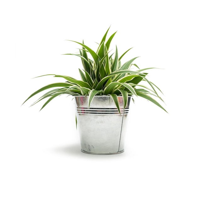 白い背景で隔離の緑の鉢植えの植物