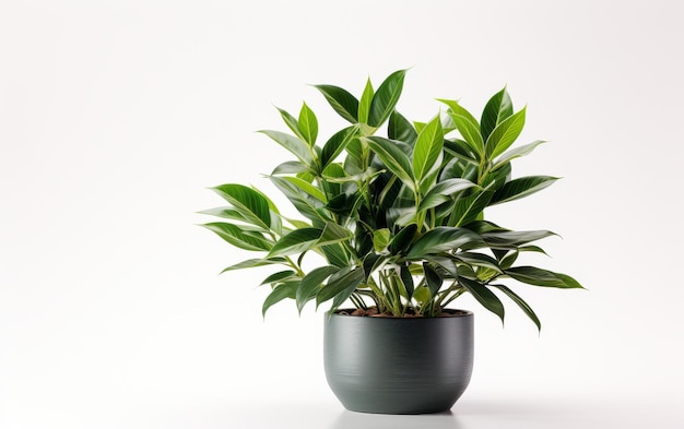 Green Potted Plant on Table