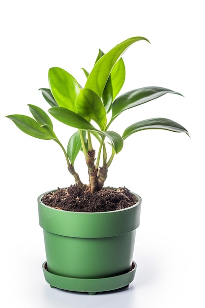 A green potted plant with a green plant in it