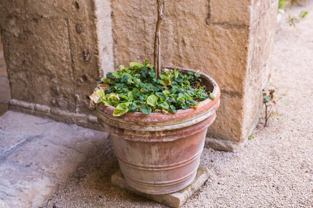 Green potted plants in beautiful pot outdoor.