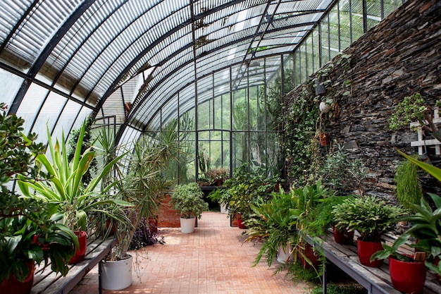 Green potted plants in a greenhouse