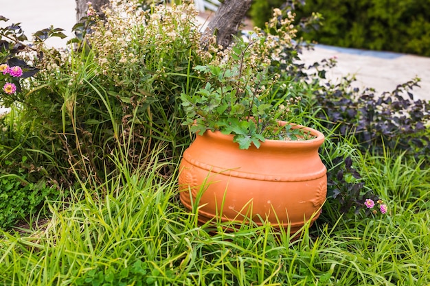 Foto piante in vaso verdi all'aperto. diverse piante in vaso e piantine