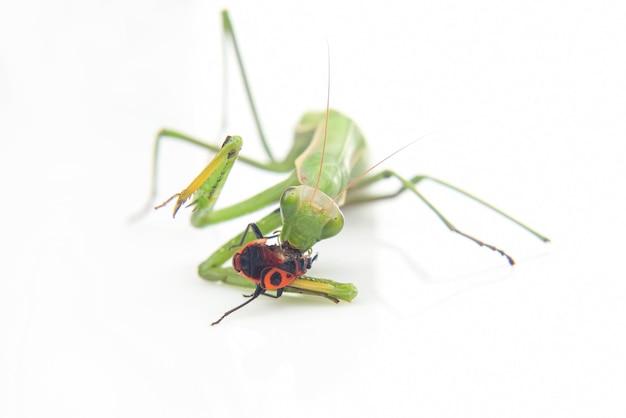 La mantide religiosa verde mangia uno scarabeo su un primo piano bianco del fondo. predatore di insetti. natura e zoologia