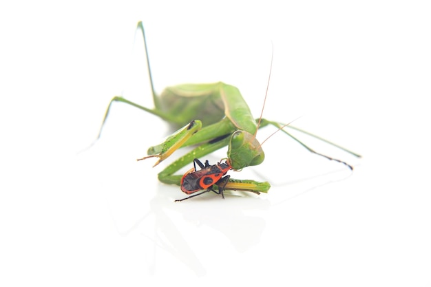 緑のカマキリは、白い背景のクローズ アップ昆虫捕食者の自然と動物学にカブトムシを食べる
