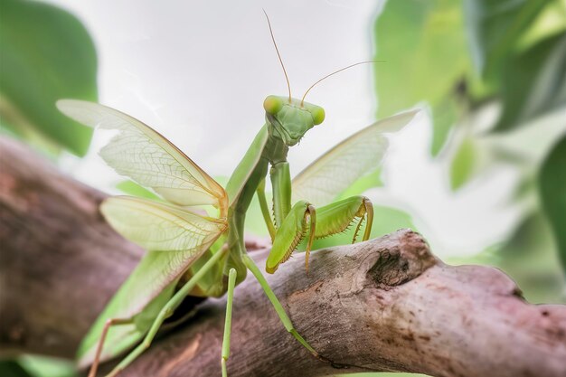 Photo green praying mantis is standing and looking at the camera