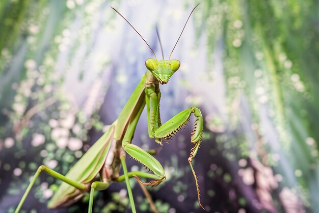 Photo green praying mantis is standing and looking at the camera