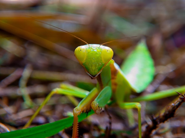 緑のカマキリは捕食者を警戒しています