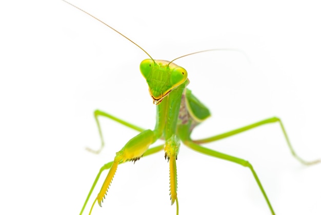 白い背景で隔離の緑のカマキリ