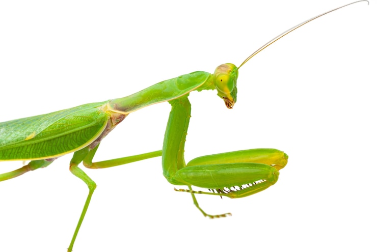 Photo 白い背景で隔離の緑のカマキリ
