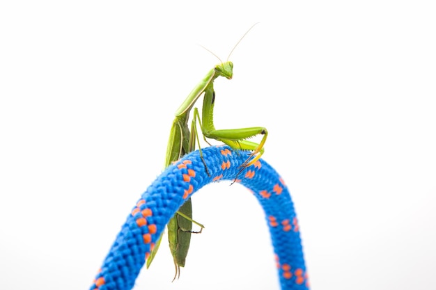 Photo green praying mantis sits on a colored rope on a white background insect predator nature and zoology