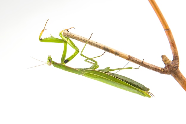 緑のカマキリは、白い背景の昆虫捕食者の自然と動物学の木の枝に座っています。