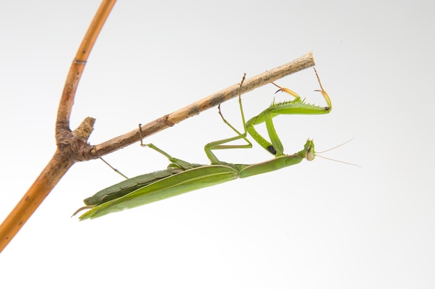 緑のカマキリは、白い背景の昆虫捕食者の自然と動物学の木の枝に座っています。